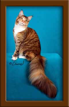 Brown Patch Maine Coon Queen