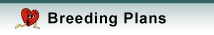 Planned Maine Coon Breedings