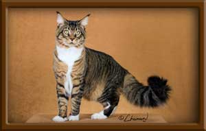 Brown Mackerel with White Maine Coon Stud