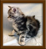 Picture Maine Coon Kitten