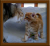 Picture Maine Coon Kitten