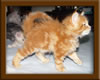 Picture Maine Coon Kitten
