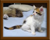 Picture Maine Coon Kitten