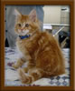 Picture Maine Coon Kitten