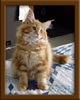 Picture Maine Coon Kitten