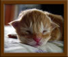 Picture Maine Coon Kitten