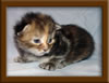 Picture Maine Coon Kitten