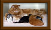 Picture Maine Coon Kitten