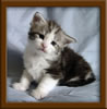 Picture Maine Coon Kitten