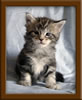 Picture Maine Coon Kitten