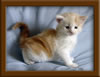 Picture Maine Coon Kitten