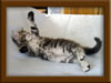 Picture Maine Coon Kitten