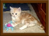 Picture Maine Coon Kitten