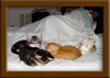 Picture Maine Coon Kitten