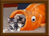 Picture Maine Coon Kitten