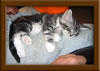 Picture Maine Coon Kitten