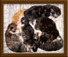 Picture Maine Coon Kitten