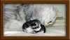 Picture Maine Coon Kitten