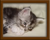 Picture Maine Coon Kitten