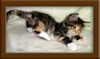 Picture Maine Coon Kitten