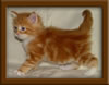 Picture Maine Coon Kitten
