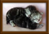 Picture Maine Coon Kitten