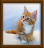 10 Week Old Maine Coon Kitten