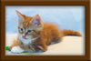 10 Week Old Maine Coon Kitten