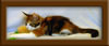 10 Week Old Maine Coon Kitten