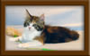 10 Week Old Maine Coon Kitten