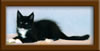10 Week Old Maine Coon Kitten