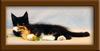 10 Week Old Maine Coon Kitten