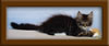 10 Week Old Maine Coon Kitten