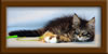 10 Week Old Maine Coon Kitten