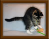 10 Week Old Maine Coon Kitten