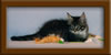 10 Week Old Maine Coon Kitten