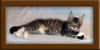 10 Week Old Maine Coon Kitten