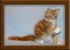 11 Week Old Maine Coon Kitten