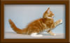 11 Week Old Maine Coon Kitten