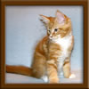 11 Week Old Maine Coon Kitten