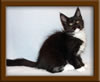 11 Week Old Maine Coon Kitten