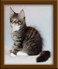 11 Week Old Maine Coon Kitten