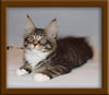 11 Week Old Maine Coon Kitten