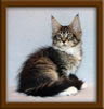 11 Week Old Maine Coon Kitten
