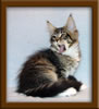 11 Week Old Maine Coon Kitten