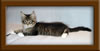 11 Week Old Maine Coon Kitten