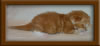 1 Week Old Maine Coon Kittens