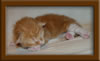 1 Week Old Maine Coon Kittens