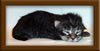 1 Week Old Maine Coon Kittens