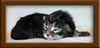 1 Week Old Maine Coon Kittens